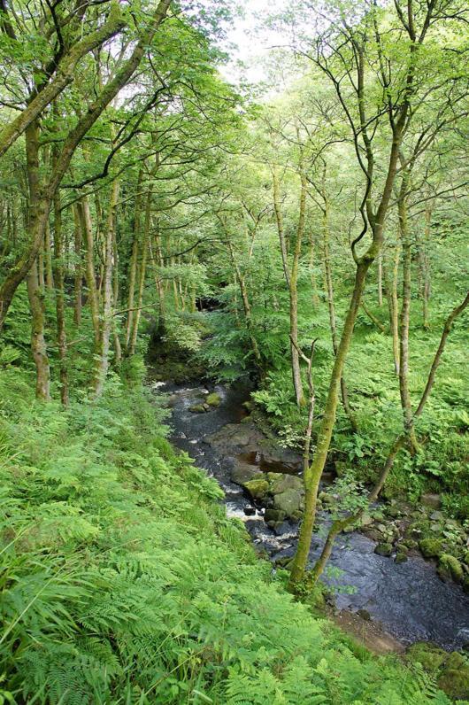 Beautiful Riverside Home, Hebden Bridge, Woodland Views, Sleeps 2 - 9 Екстериор снимка